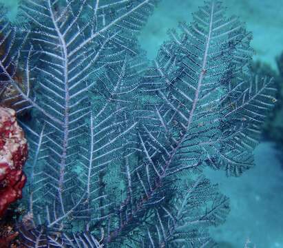 Image of Brown stinging hydroid