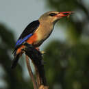 صورة Halcyon leucocephala pallidiventris Cabanis 1880