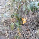 Image of Arizona milkvine