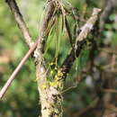 Image of Trizeuxis falcata Lindl.
