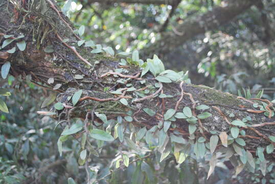 Image de Microgramma vaccinifolia (Langsd. & Fisch.) Copel.