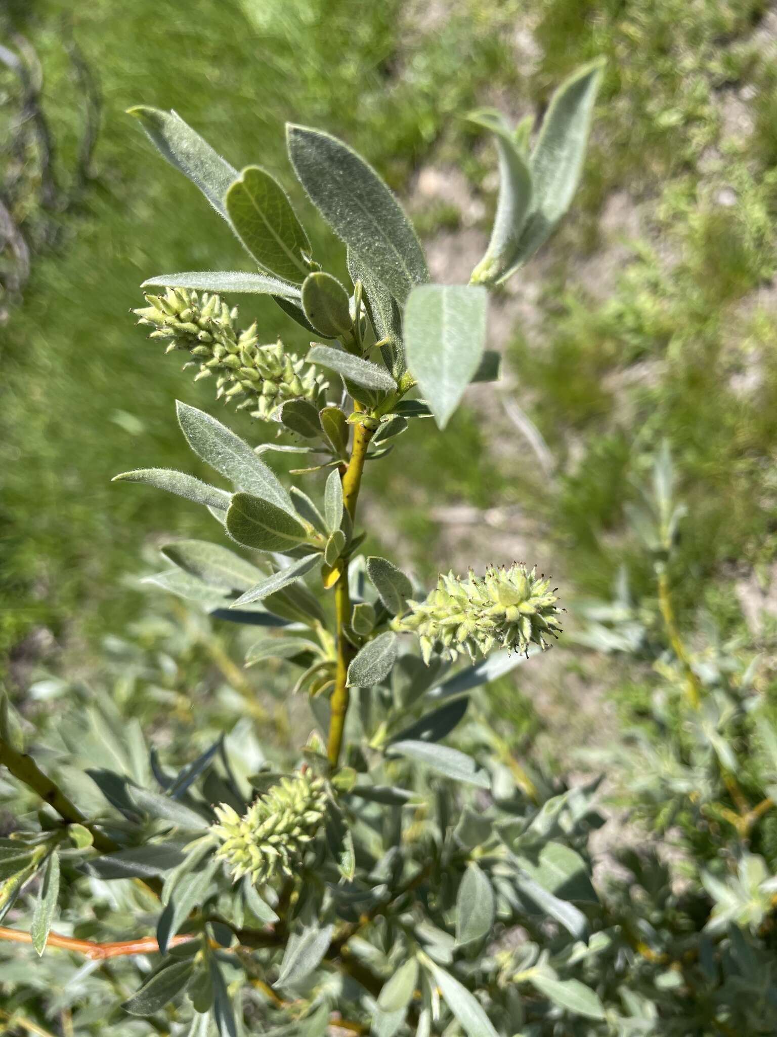 Image of mountain willow