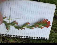 Image of coast Indian paintbrush