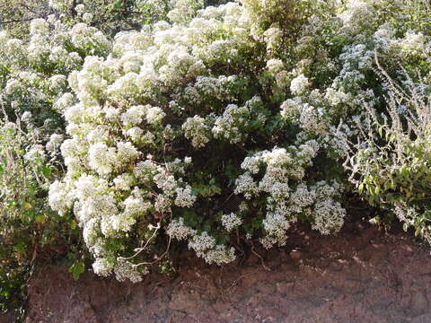 Image of Ageratina espinosarum (A. Gray) R. King & H. Rob.