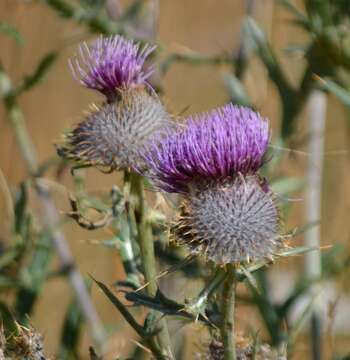 Image of Cirsium morisianum Rchb. fil.