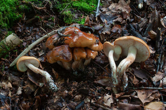 Image of Tricholoma ustale (Fr.) P. Kumm. 1871