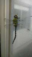 Image of Amazon Darner