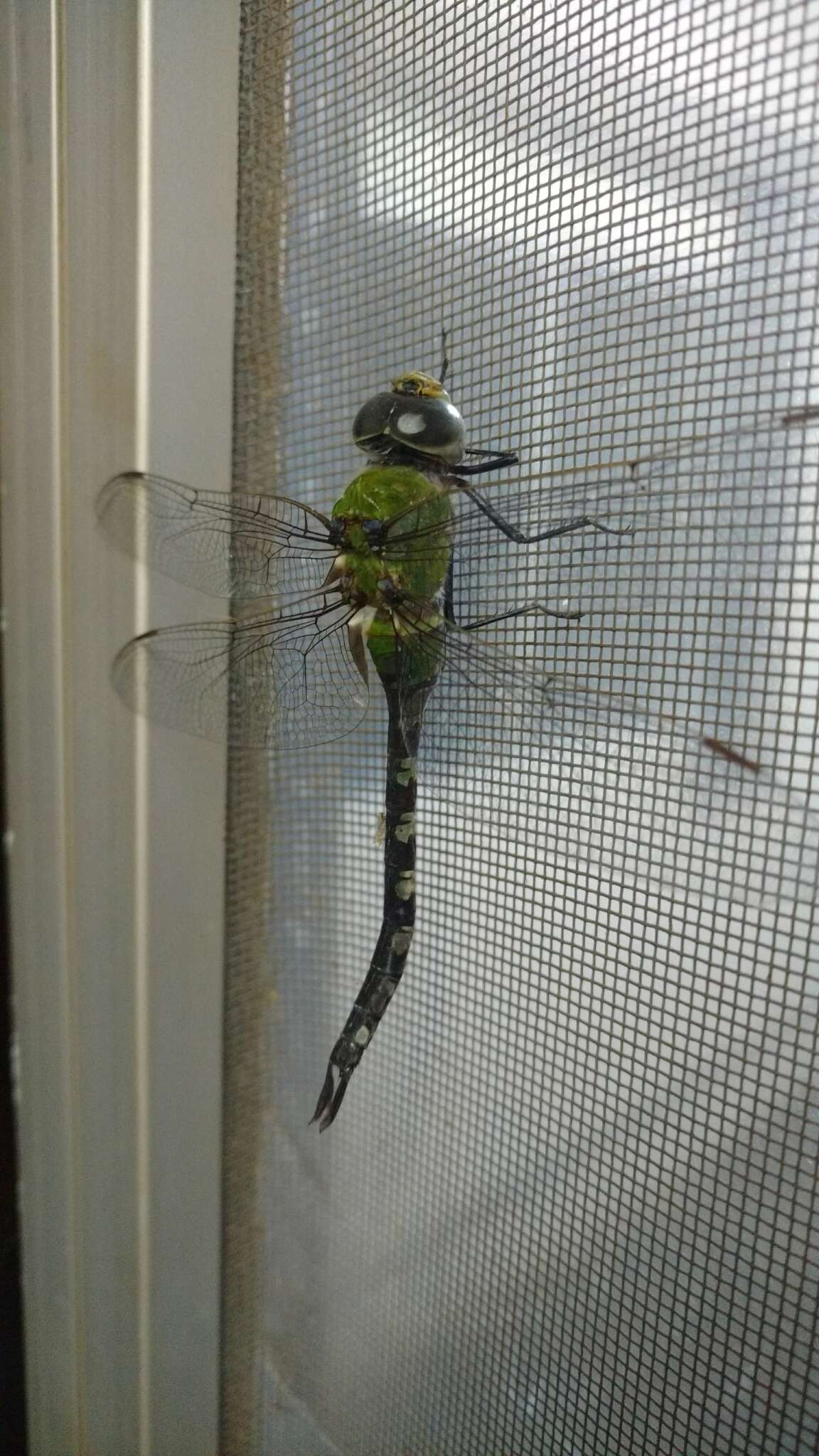 Image of Amazon Darner