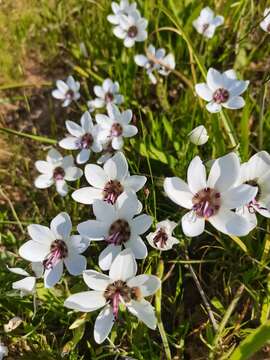 Image of Geissorhiza tulbaghensis F. Bolus