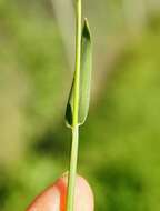 Image of Hordeum marinum subsp. gussoneanum (Parl.) Thell.