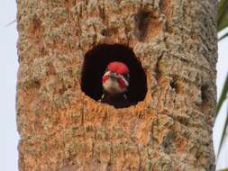 Imagem de Dryocopus pileatus pileatus (Linnaeus 1758)