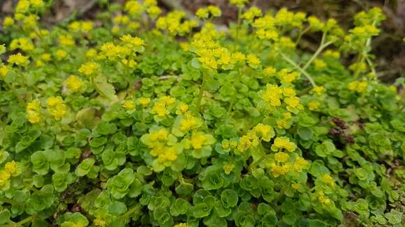 Plancia ëd Chrysosplenium oppositifolium L.