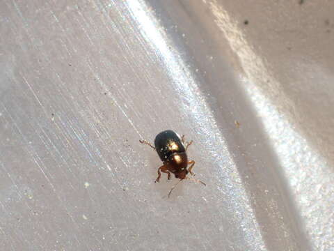 Image of Bronze leaf beetle