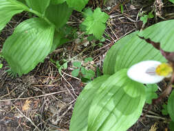 Imagem de Cypripedium montanum Douglas ex Lindl.