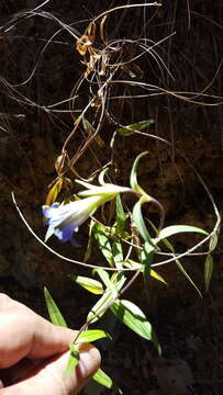 Image of Gentiana laevigata Mart. & Gal.