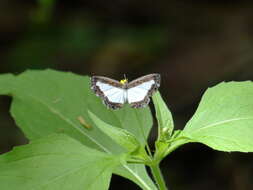 Image of Nymphidium lisimon attenuatum Stichel 1929