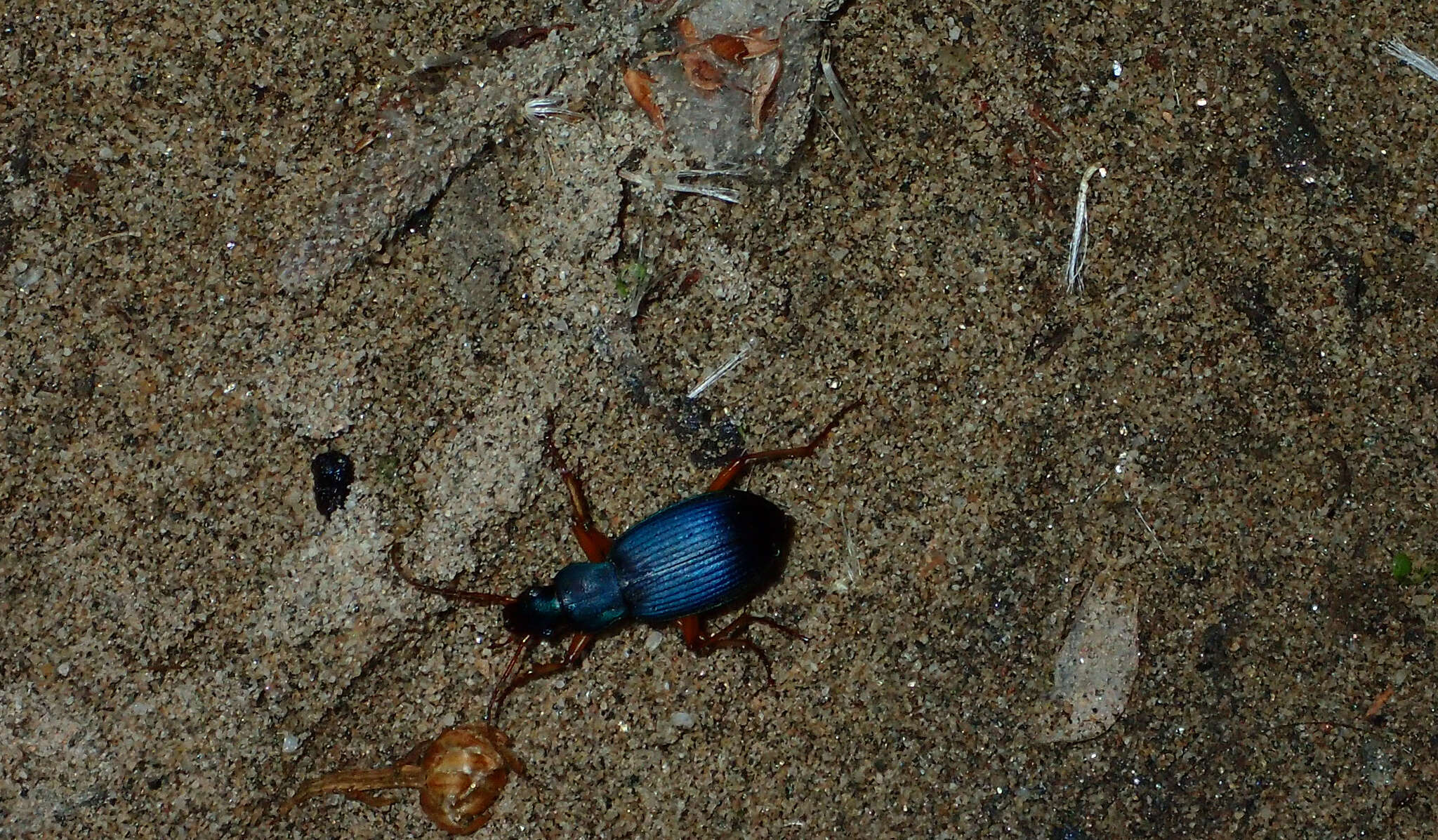 Image of Chlaenius (Chlaenius) cumatilis Le Conte 1851