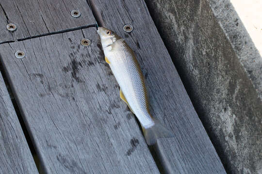 Image of Golden lined whiting