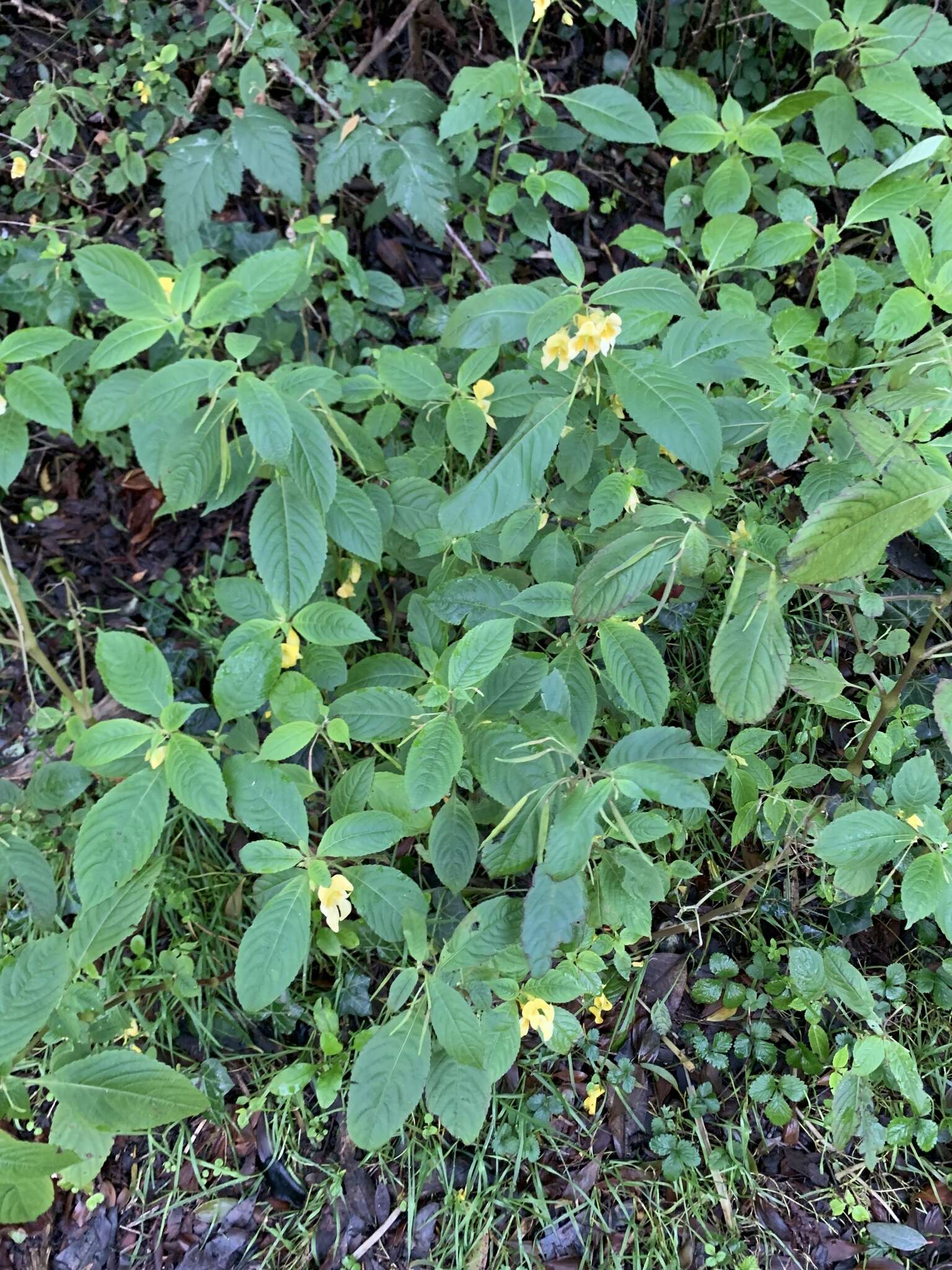 Image de Impatiens cristata Wall.