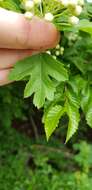 Image of Small-flowered Black Hawthorn