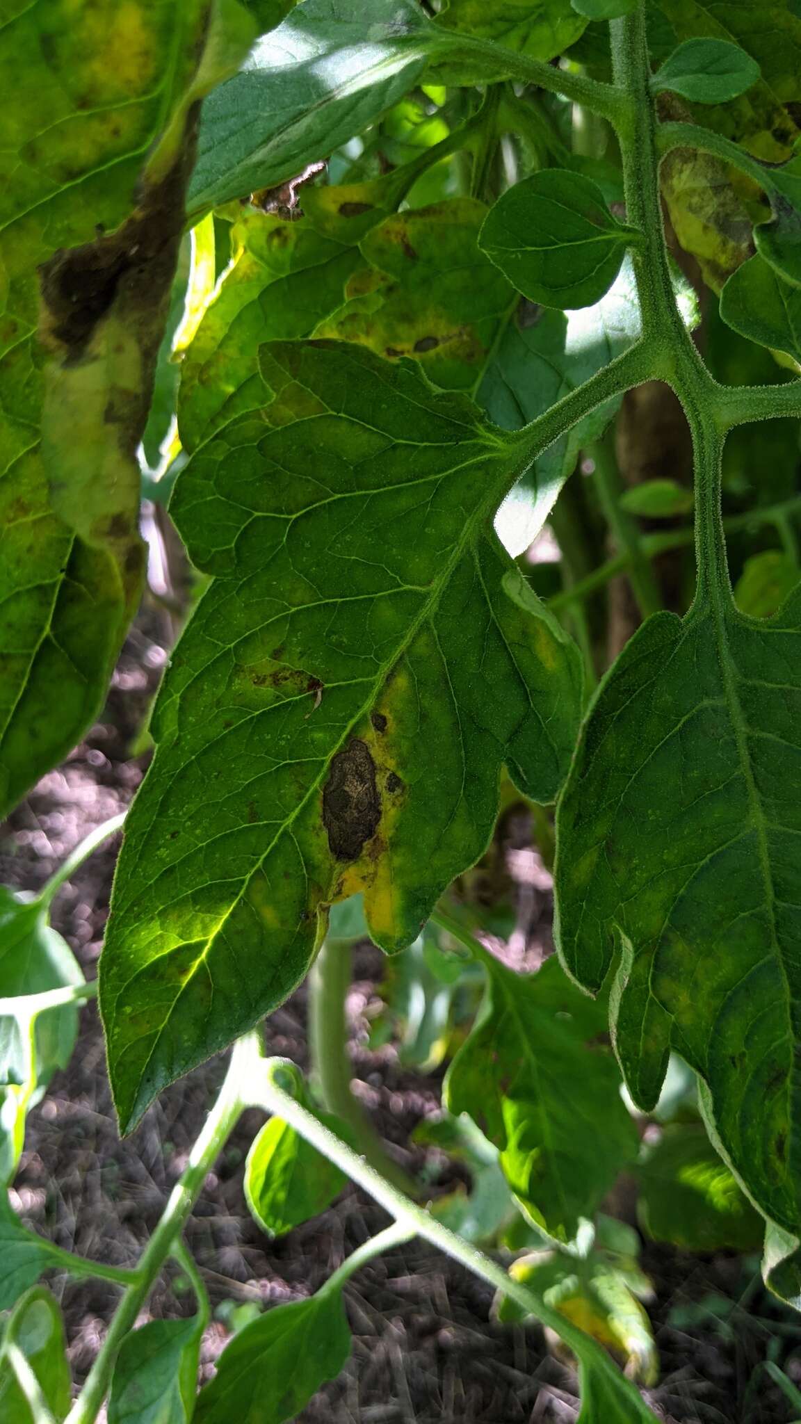 Слика од Phytophthora de Bary 1876