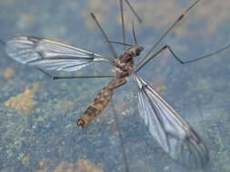 Image of Leptotarsus (Macromastix) cubitalis (Edwards 1923)