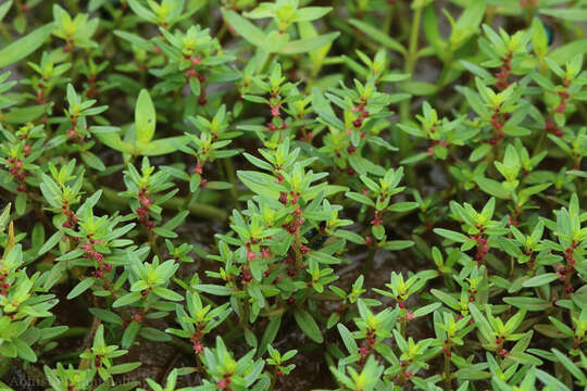 Image de Rotala malampuzhensis R. V. Nair ex C. D. K. Cook