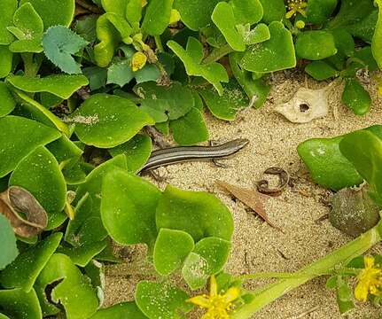 Image of Bold-striped Cool-skink