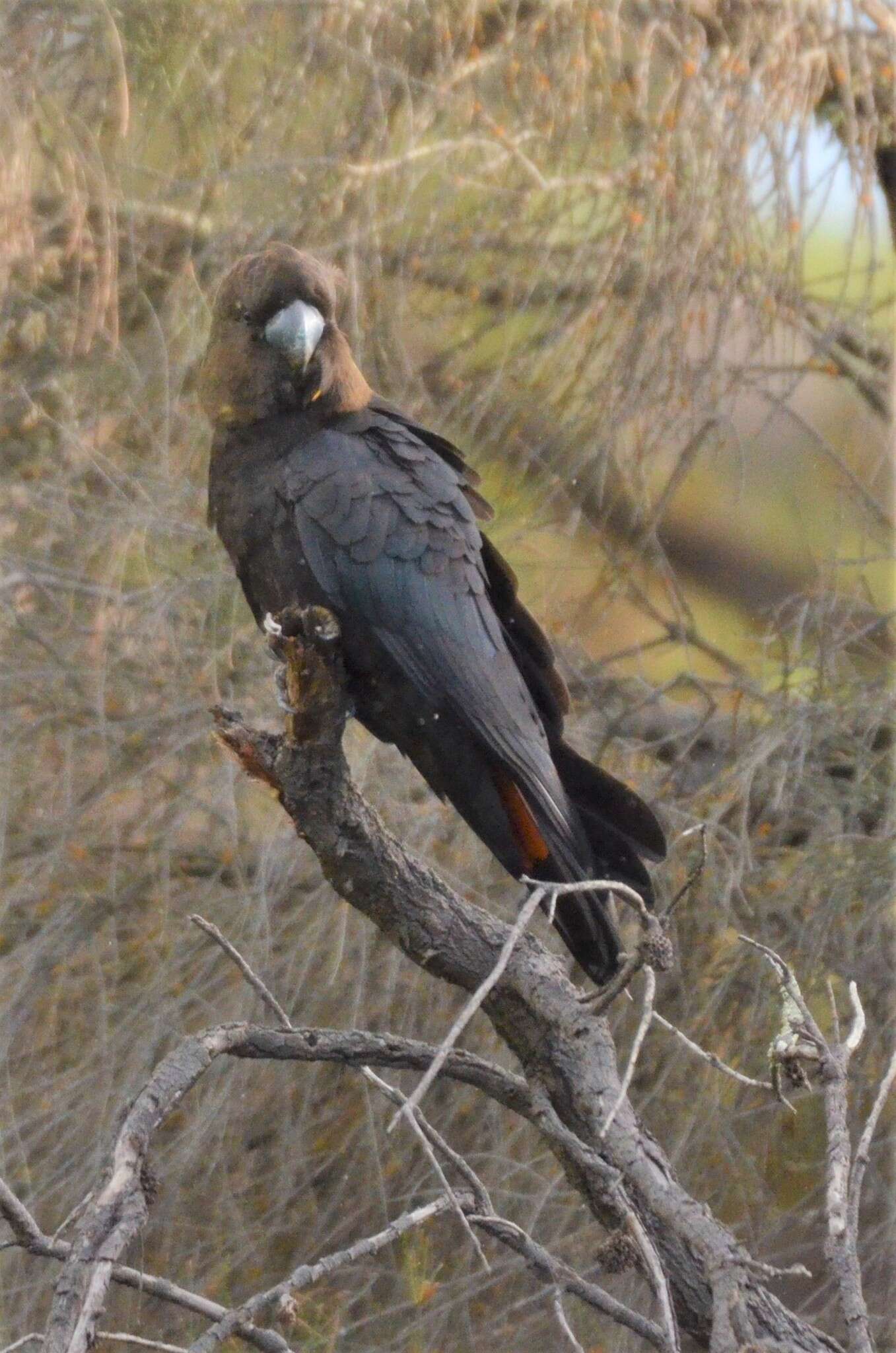 Image of Calyptorhynchus lathami halmaturinus Mathews 1912