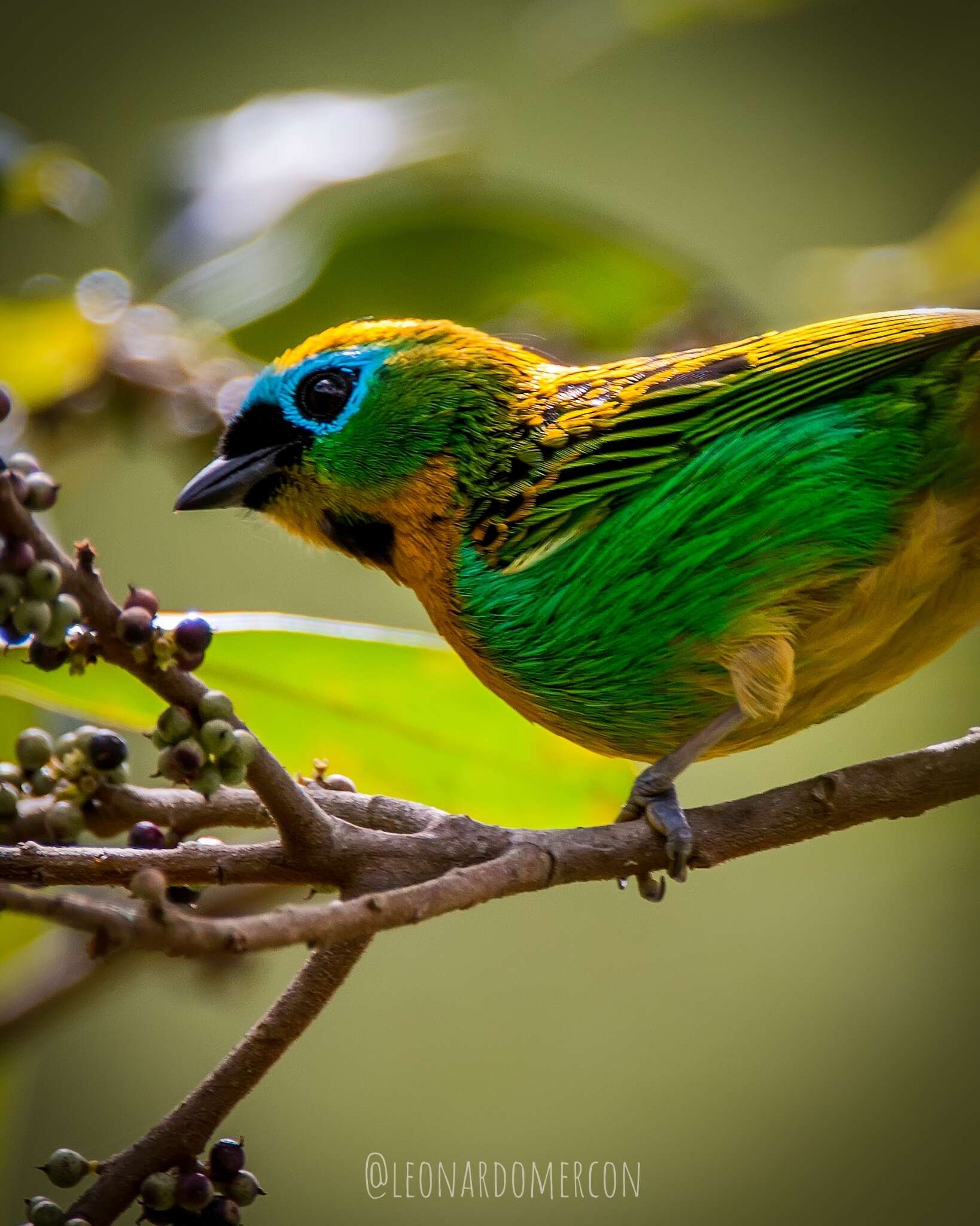 Image of Brassy-breasted Tanager