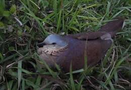 Image of White-faced Quail-Dove