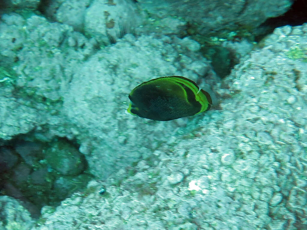 Image of Black Butterflyfish