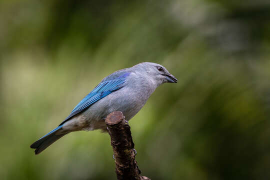 Image of Azure-shouldered Tanager