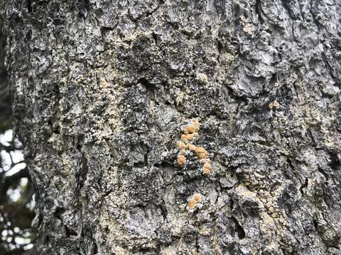 Image of Oregon crabseye lichen