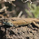 Image of Atlantic Lizard