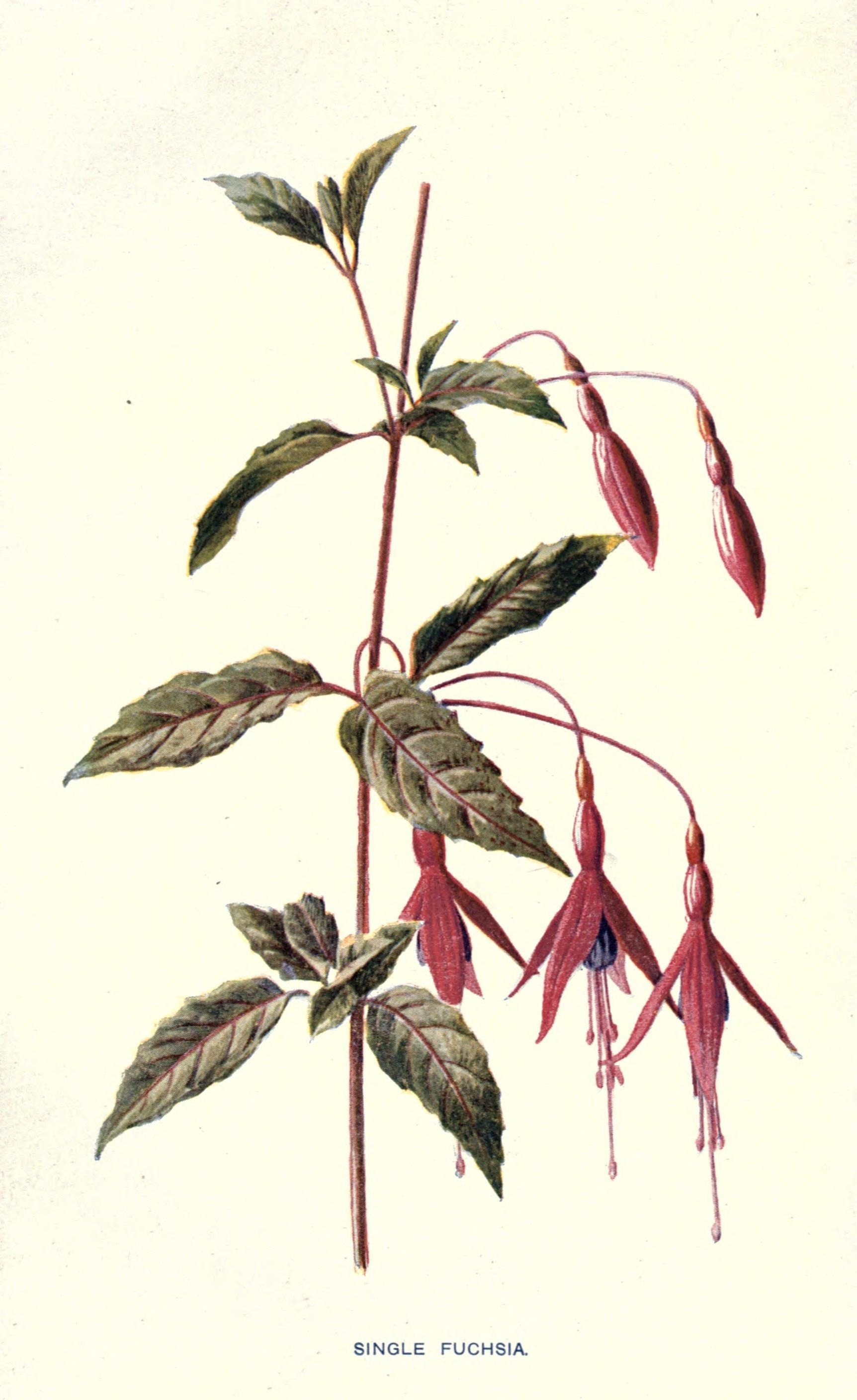 Fuchsia magellanica (rights holder: Biodiversity Heritage Library)