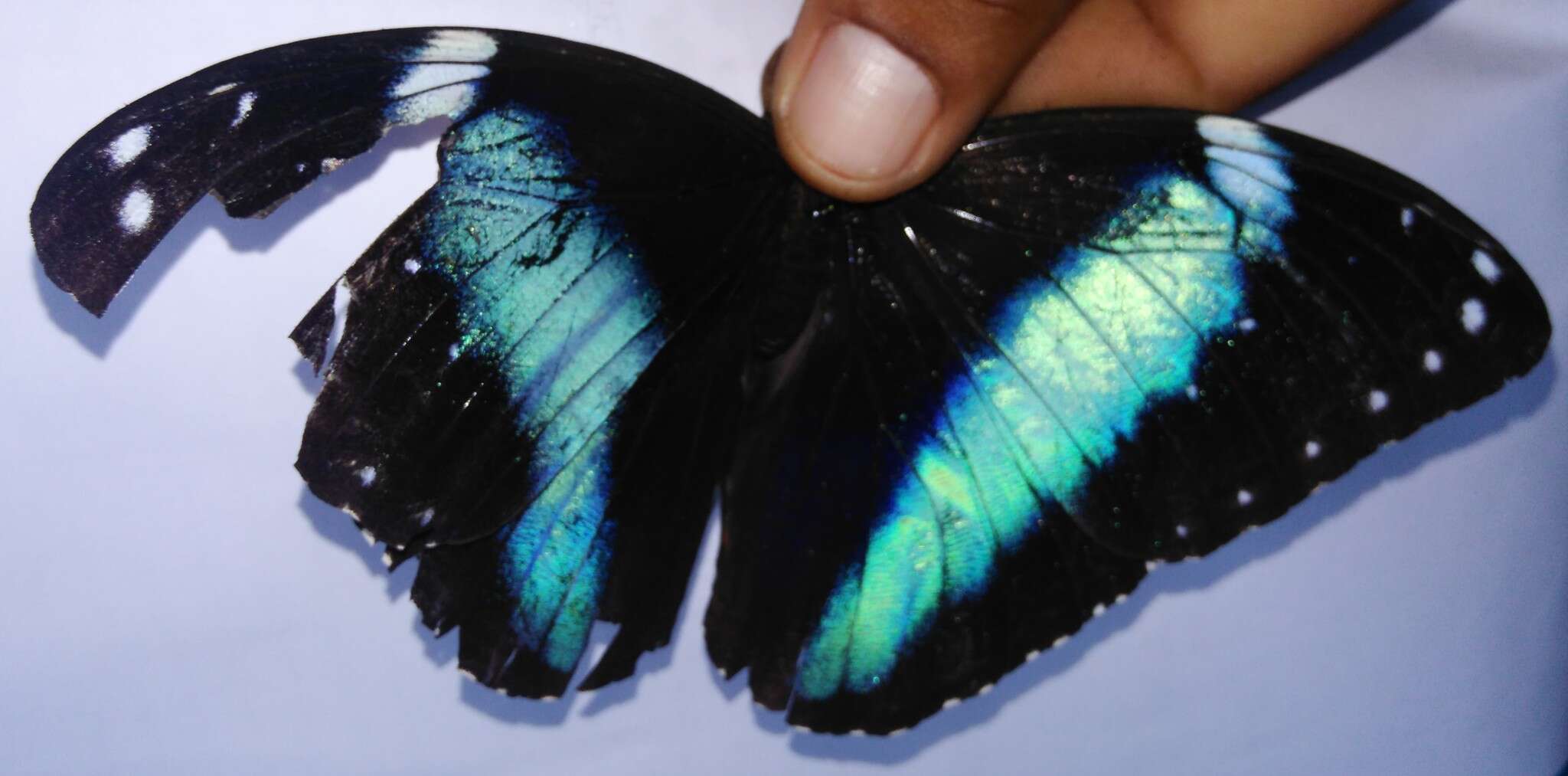 Image of Blue-banded Morpho Butterfly