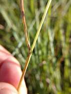 Image of Darnel ryegrass