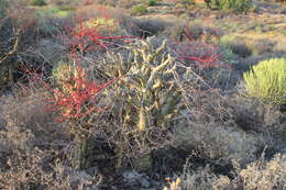 Image of Tylecodon paniculatus (L. fil.) H. Tölken