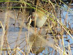 Image of Plumbeous Rail