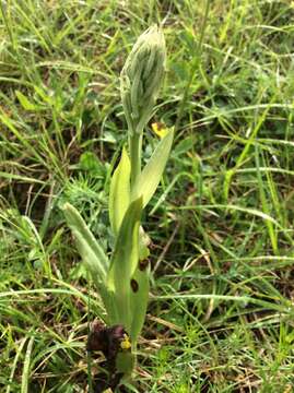 Image of Lizard orchid