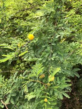 Image de Vachellia farnesiana var. farnesiana