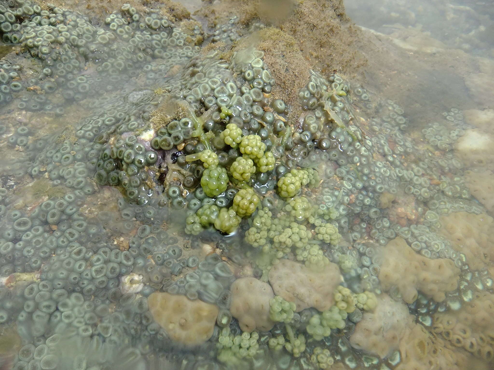 Image of Sea Grape