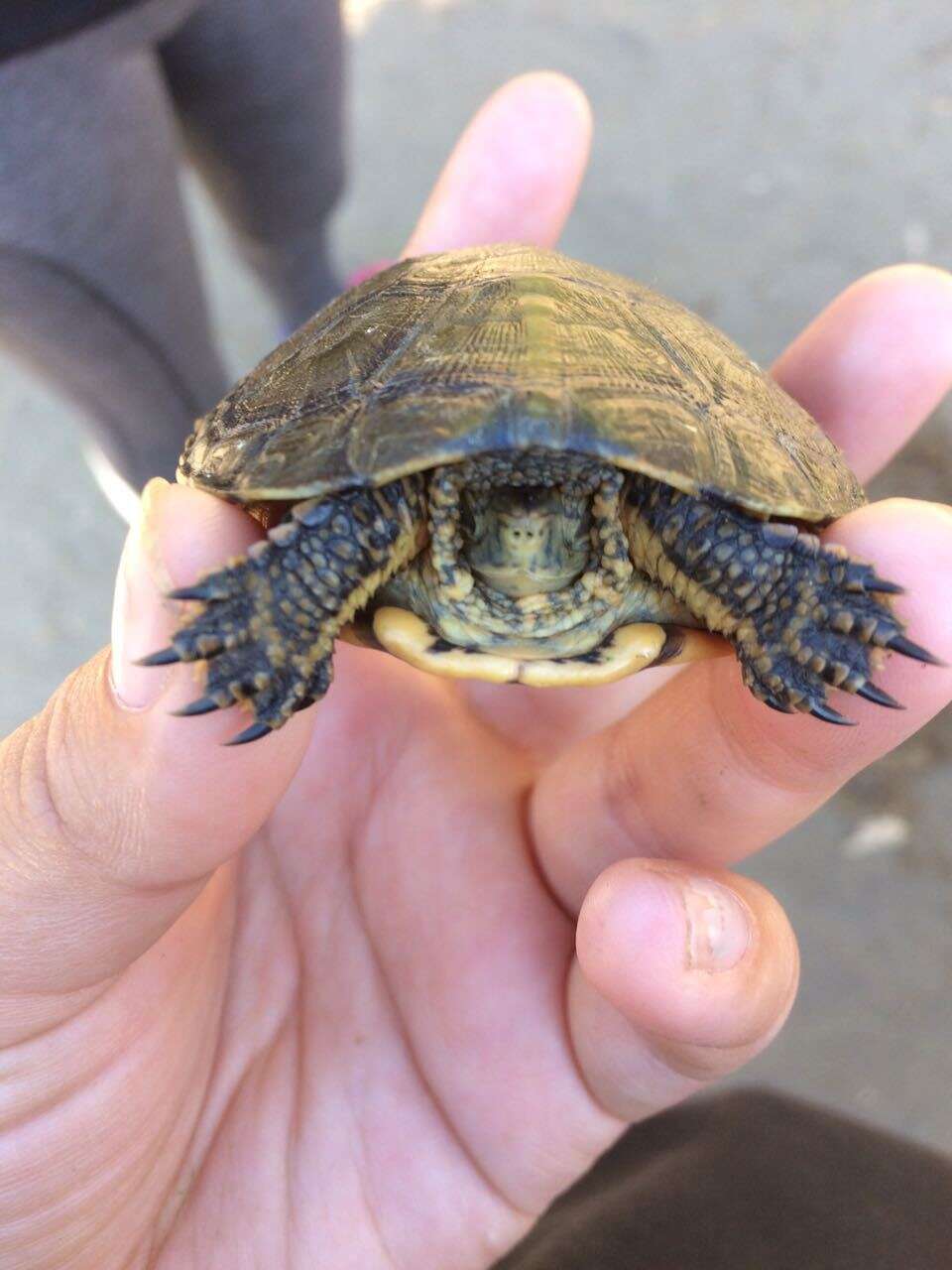 Actinemys marmorata pallida (Seeliger 1945) resmi