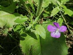 Image of Viola disjuncta W. Becker