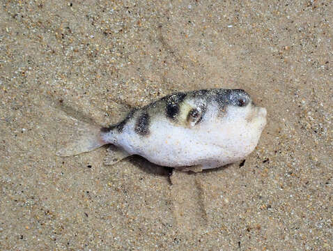 Image of Hardys toadfish