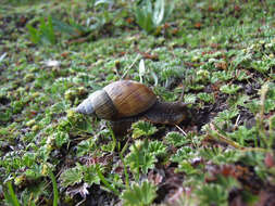 Image of Bocourtia aequatoria (L. Pfeiffer 1853)