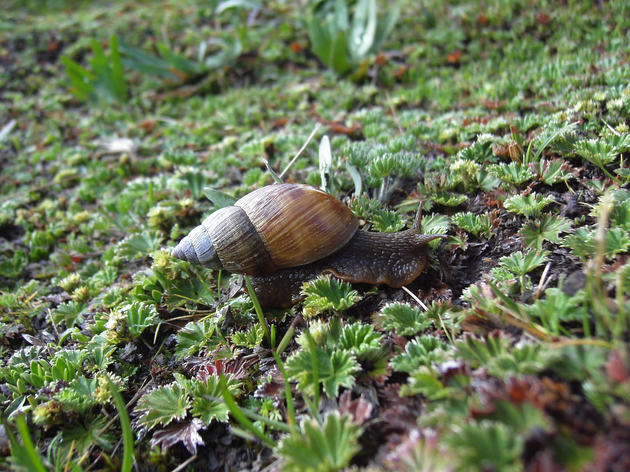 Image of Bocourtia aequatoria (L. Pfeiffer 1853)