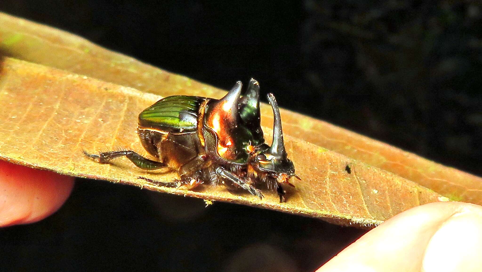 Imagem de Phanaeus (Notiophanaeus) splendidulus (Fabricius 1781)