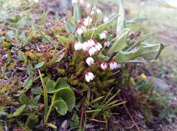 Imagem de Harrimanella hypnoides (L.) Coville